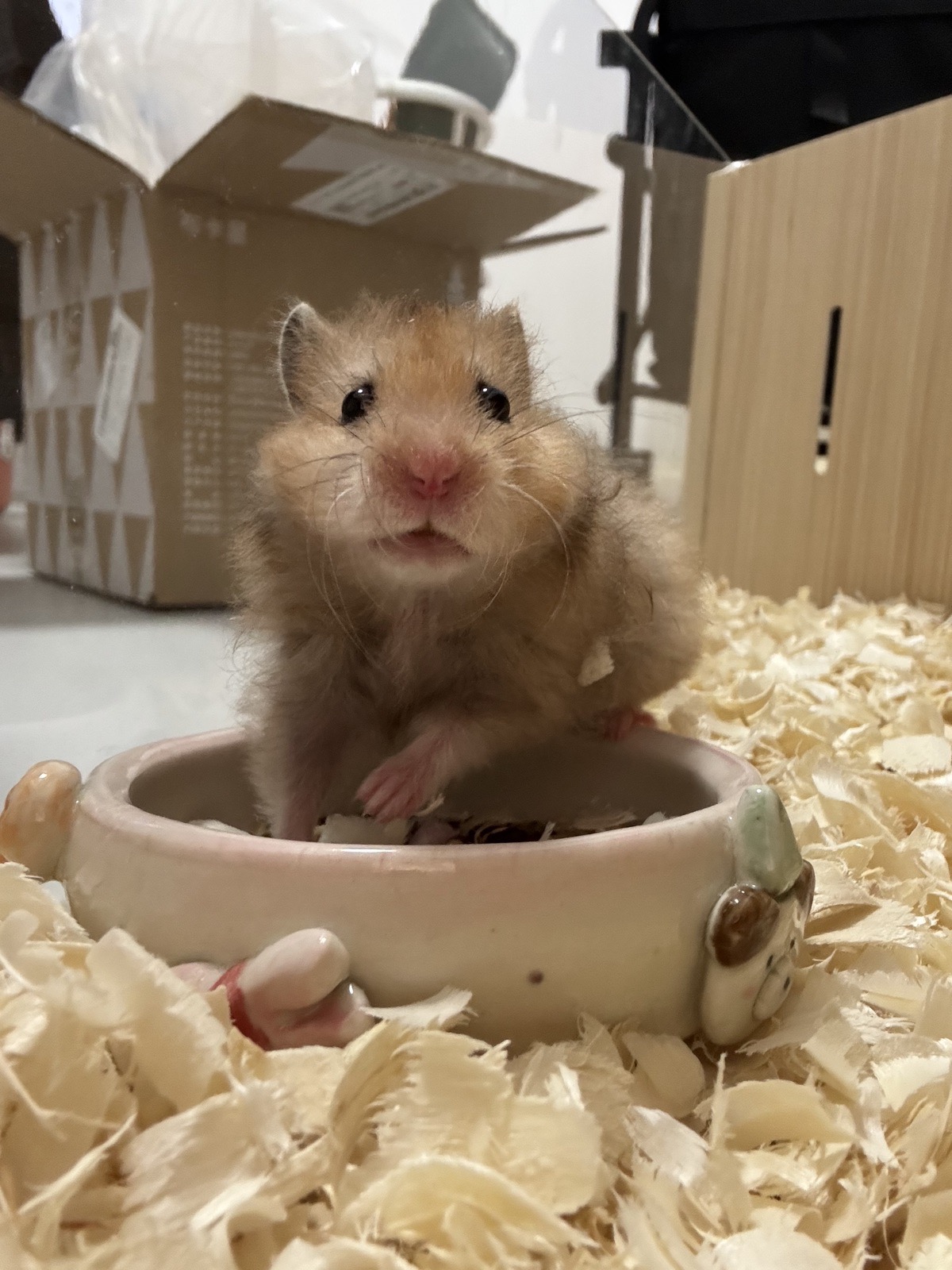 家里新来的小成员